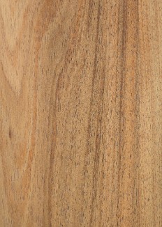 Tasmanian Blackwood